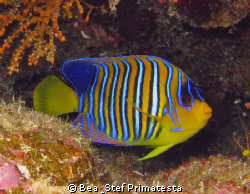 Royal angelfish (Pyglopites diacanthus). Canon G9 and Ino... by Bea & Stef Primatesta 